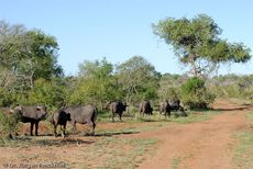Afrikanischer Büffel (18 von 102).jpg